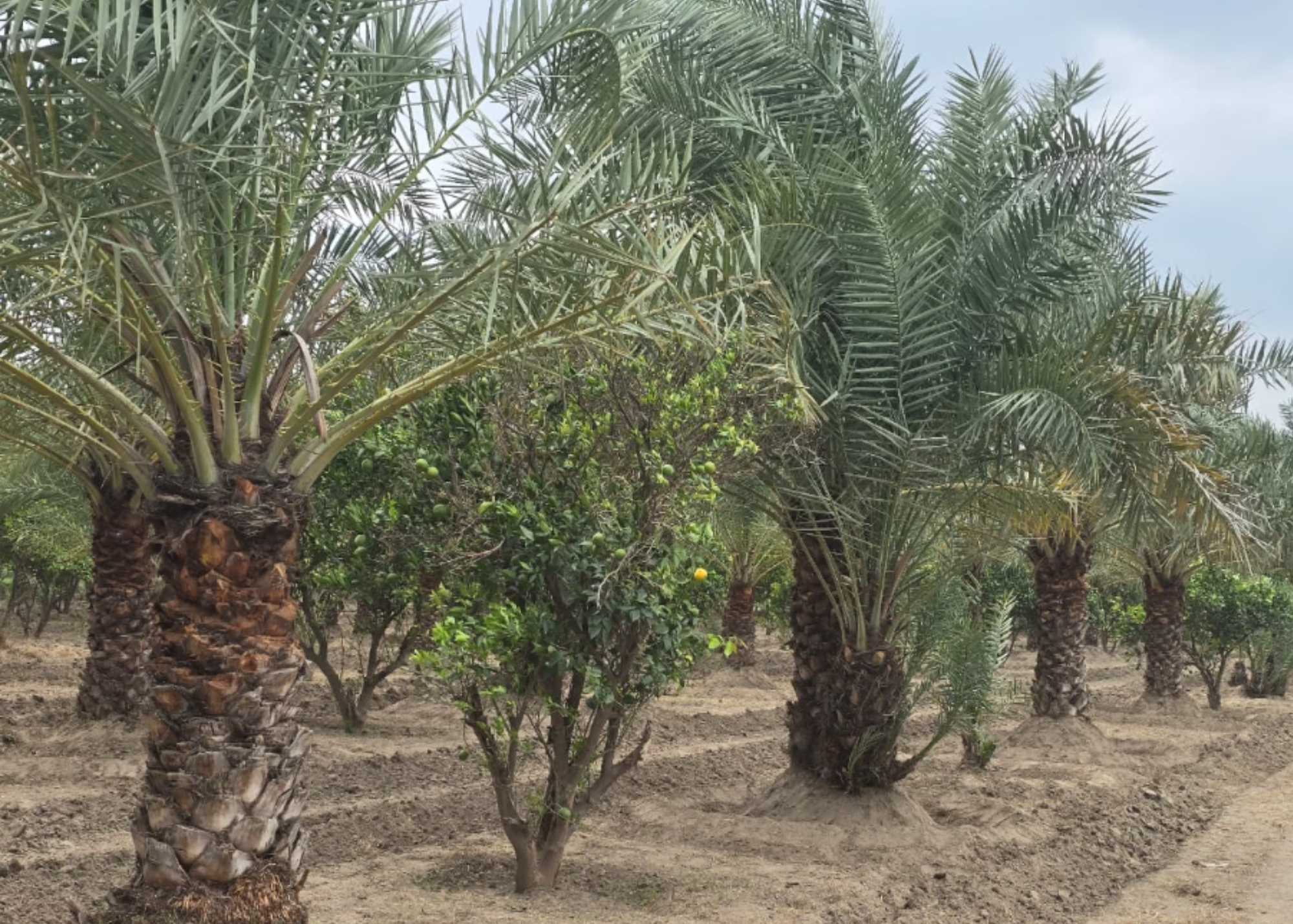 Date palm orchards at UB Farms, Layyah Pakistan