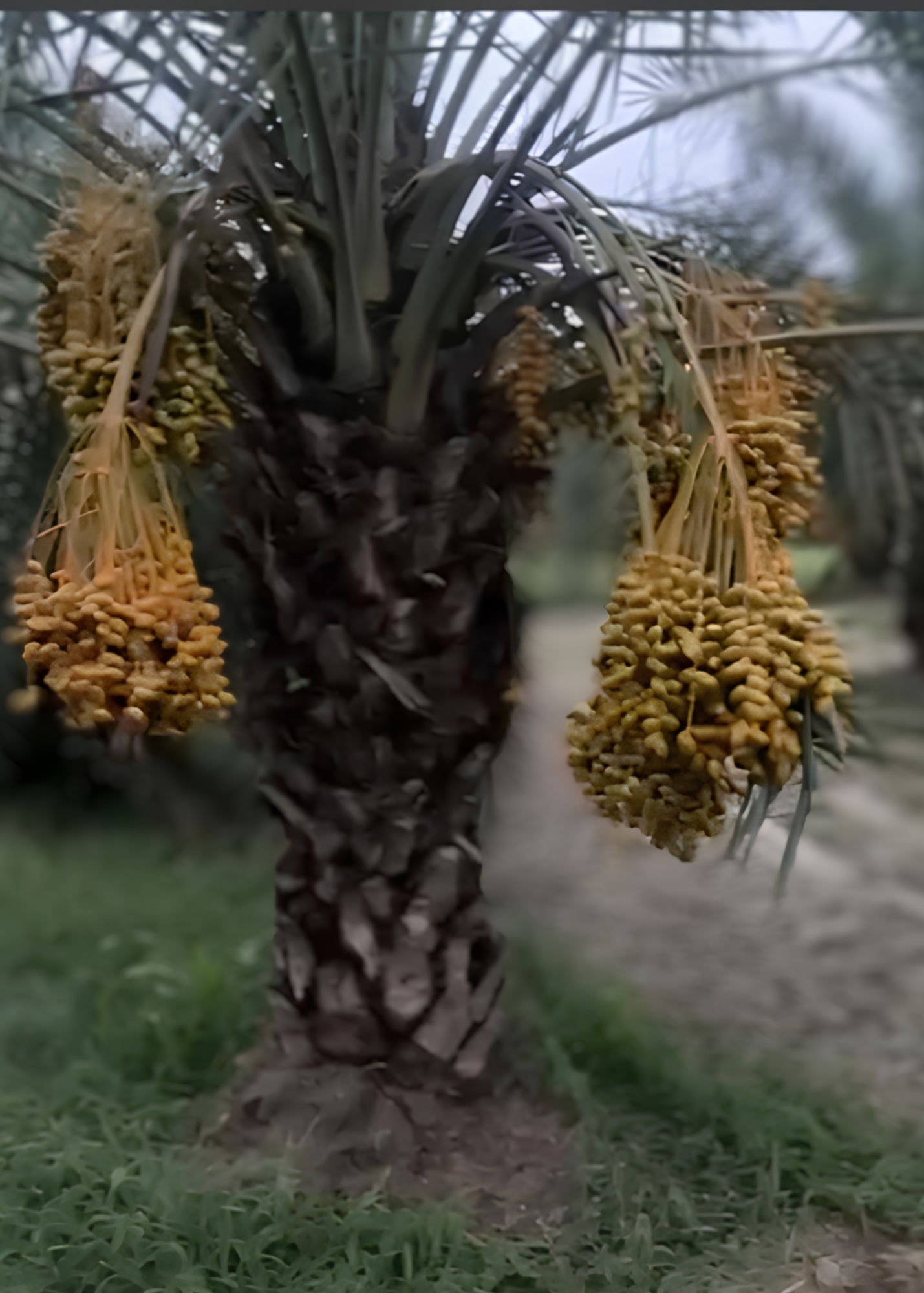 Date clusters on palm trees at UB Farms